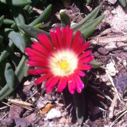Location: Medina, TN
Date: 2012-06-23
Delosperma dyeri flower