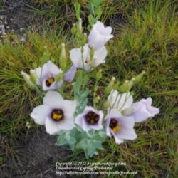 Location: Tandy Hills Prairie, Fort Worth, Texas.
Date: 2012-06-22
Beautiful flowers.
