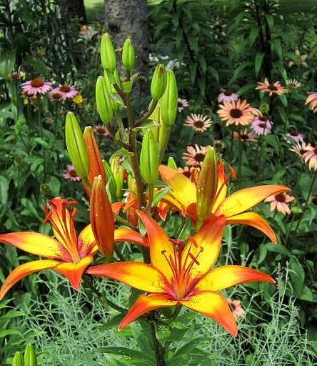 Photo of Asiatic Lily (Lilium 'Giraffe') uploaded by ge1836
