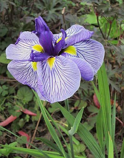 Photo of Japanese Iris (Iris ensata 'Gay Gallant') uploaded by ge1836