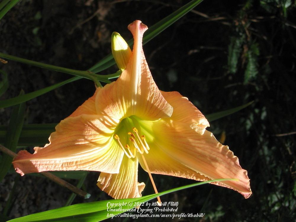 Photo of Daylily (Hemerocallis 'Dover') uploaded by ithabill