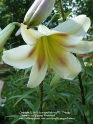 Thumb of 2012-06-23/magnolialover/918e76
