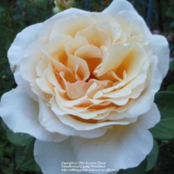 Location: In my Northern California garden
Date: 2012-06-02