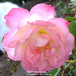 Location: In my Northern California garden
Date: 2012-05-30