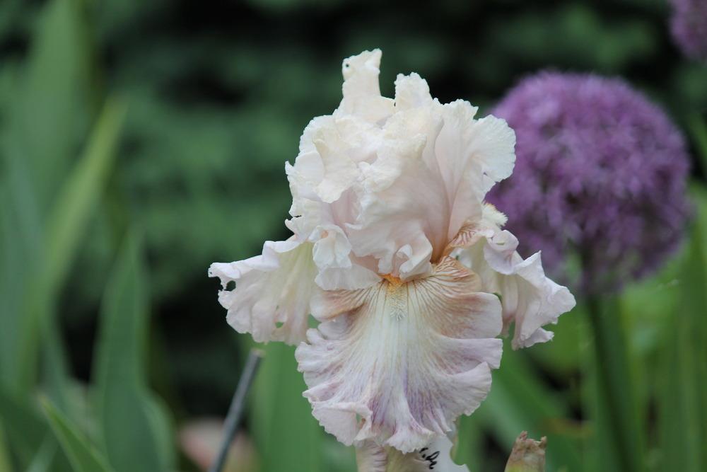 Photo of Tall Bearded Iris (Iris 'Amorous Heart') uploaded by ARUBA1334