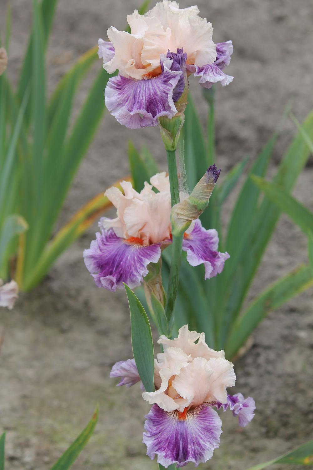 Photo of Tall Bearded Iris (Iris 'Devilicious') uploaded by ARUBA1334