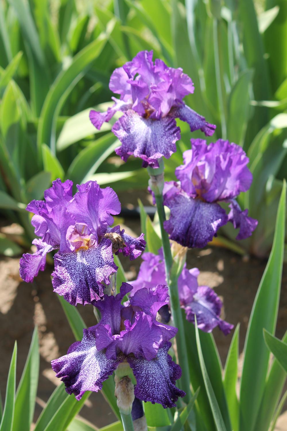 Photo of Tall Bearded Iris (Iris 'Celestial Explosion') uploaded by ARUBA1334