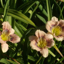 Location: My garden in Bakersfield, CA
Date: 2012-05-24 