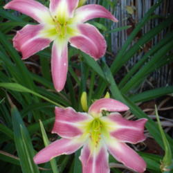 Location: My garden in Bakersfield, CA
Date: 2012-06-22 