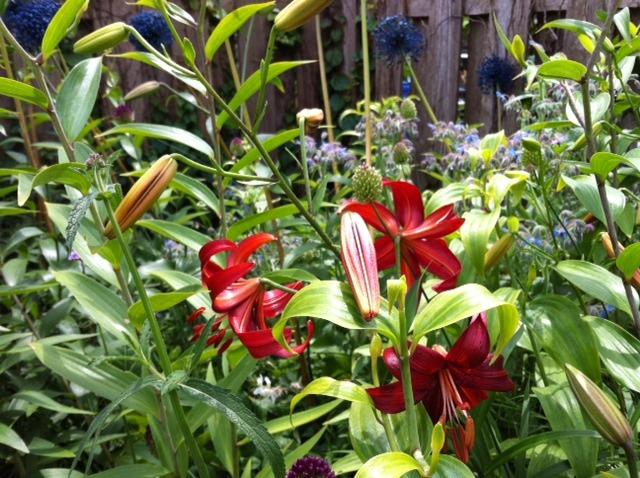 Photo of Lily (Lilium 'Red Velvet') uploaded by Ispahan