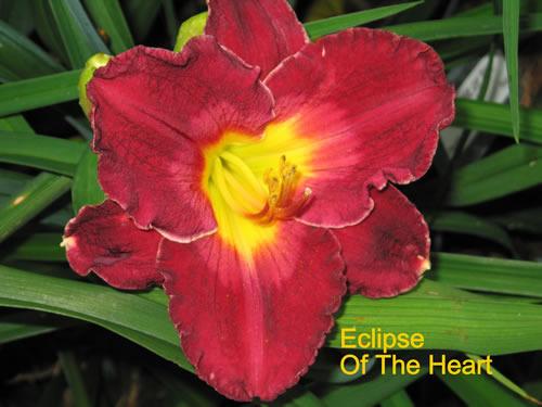 Photo of Daylily (Hemerocallis 'Eclipse of the Heart') uploaded by Joy