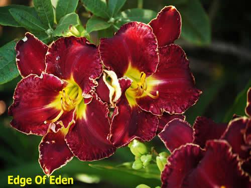 Photo of Daylily (Hemerocallis 'Edge of Eden') uploaded by Joy