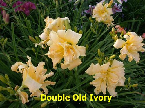 Photo of Daylily (Hemerocallis 'Double Old Ivory') uploaded by Joy