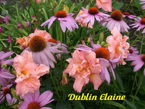 Photo of Daylily (Hemerocallis 'Dublin Elaine') uploaded by Joy
