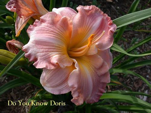 Photo of Daylily (Hemerocallis 'Do You Know Doris') uploaded by Joy