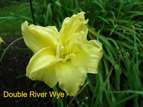 Photo of Daylily (Hemerocallis 'Double River Wye') uploaded by Joy