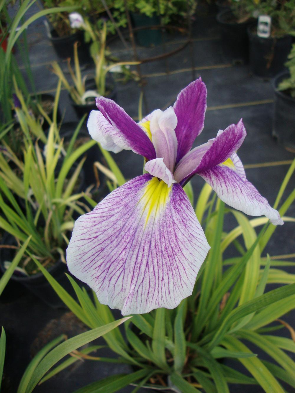 Photo of Japanese Iris (Iris ensata 'Pink Lady') uploaded by Paul2032