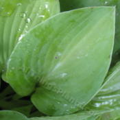 H. 'Gold Drop' leaf