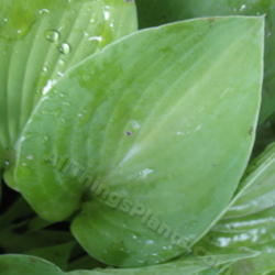 Location: Ottawa, ON
Date: 2012-06-20
H. 'Gold Drop' leaf