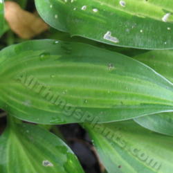 Location: Ottawa, ON
Date: 2012-06-20
H. 'Hidden Cove' leaf