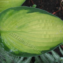 Location: Ottawa, ON
Date: 2012-06-20
H. 'Janet' leaf