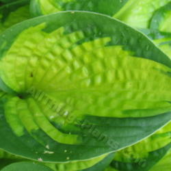 Location: Ottawa, ON
Date: 2012-06-20
H. 'Little Sunspot' leaf