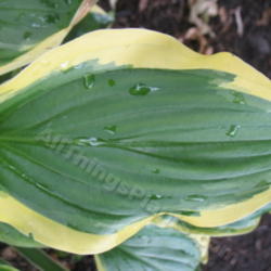 Location: Ottawa, ON
Date: 2012-06-20
H. 'Lakeside Cranberry Relish' leaf