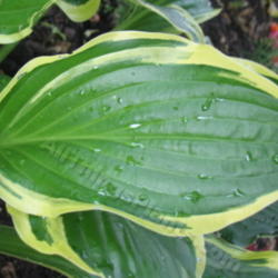 Location: Ottawa, ON
Date: 2012-06-20
H. 'Harpoon' leaf