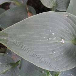 Location: Ottawa, ON
Date: 2012-06-20
H. 'Halcyon' leaf