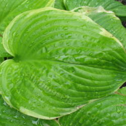 Location: Ottawa, ON
Date: 2012-06-20
H. 'Fragrant Bouquet' leaf