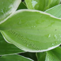 Location: Ottawa, ON
Date: 2012-06-20
H. 'Lemon Frost' leaf