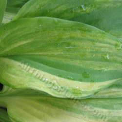 Location: Ottawa, ON
Date: 2012-06-20
H. 'Lakeside Mom' leaf