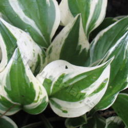 Location: Ottawa, ON
Date: 2012-06-20
H. 'Lakeside Zinger' leaf