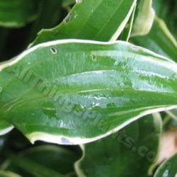 Location: Ottawa, ON
Date: 2012-06-20
H. 'Kifukurin Ko Mame' leaf