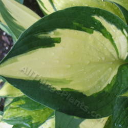Location: Ottawa, ON
Date: 2012-06-20
H. 'Morning Light' leaf