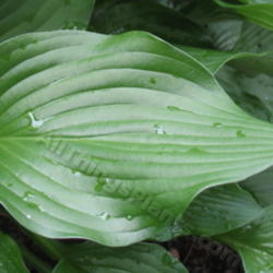 Location: Ottawa, ON
Date: 2012-06-20
H. 'Fujibotan' leaf