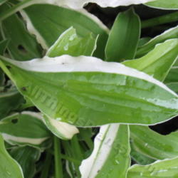 Location: Ottawa, ON
Date: 2012-06-20
H. 'Lemon Frost' leaf