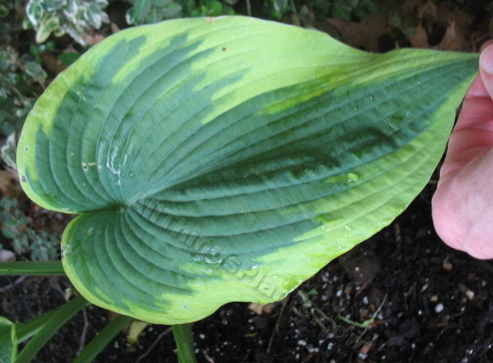 Photo of Hosta 'Frances Williams' uploaded by ViolaAnn