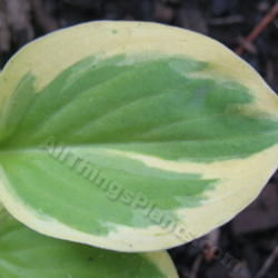 Location: Ottawa, ON
Date: 2012-06-20
H. 'Heavenly Tiara' leaf