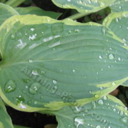 Location: Ottawa, ON
Date: 2012-06-20
H. 'Deja Blu' leaf - mine had never shown much white \"lightening
