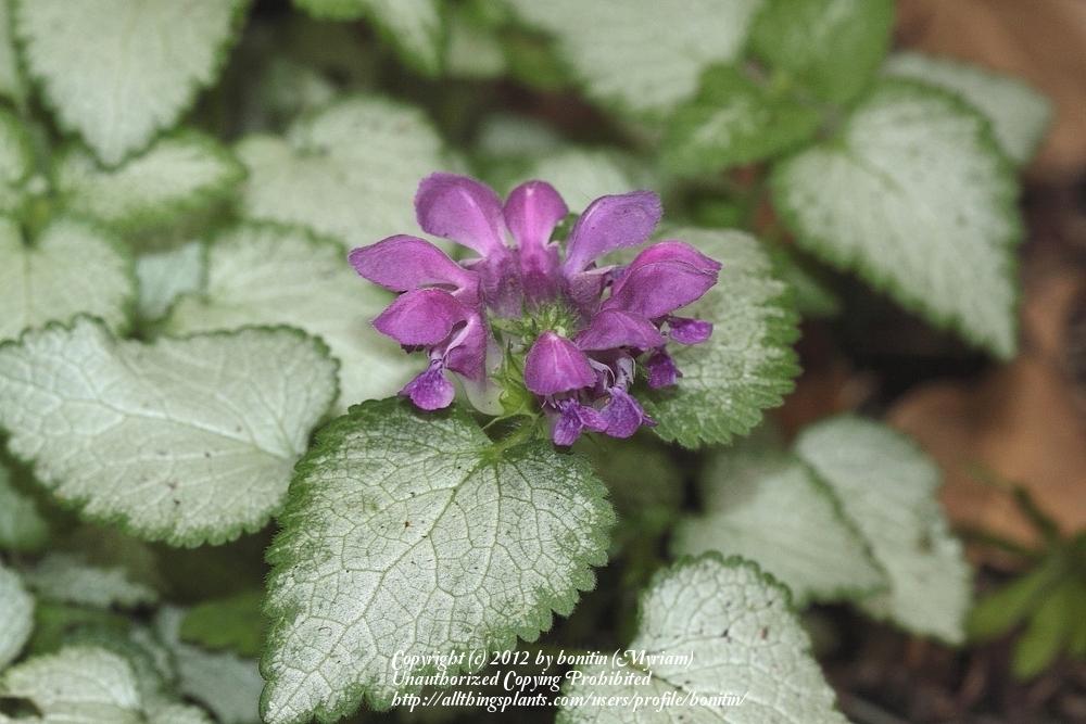 Photo of Spotted Deadnettle (Lamium maculatum 'Red Nancy') uploaded by bonitin