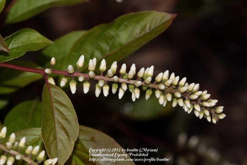 Photo of Virginia Sweetspire (Itea virginica) uploaded by bonitin