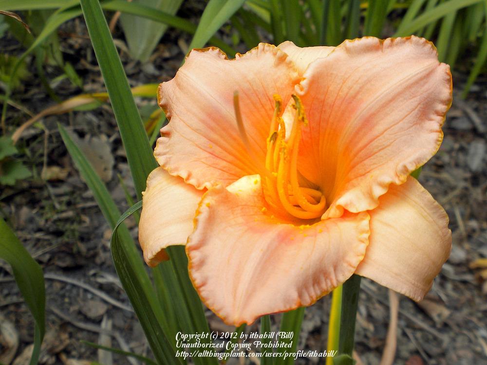 Photo of Daylily (Hemerocallis 'Sweet Obsession') uploaded by ithabill