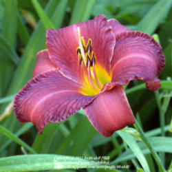 Location: Ithaca, NY
Date: 2012-06-23
Hemerocallis: Red Cup