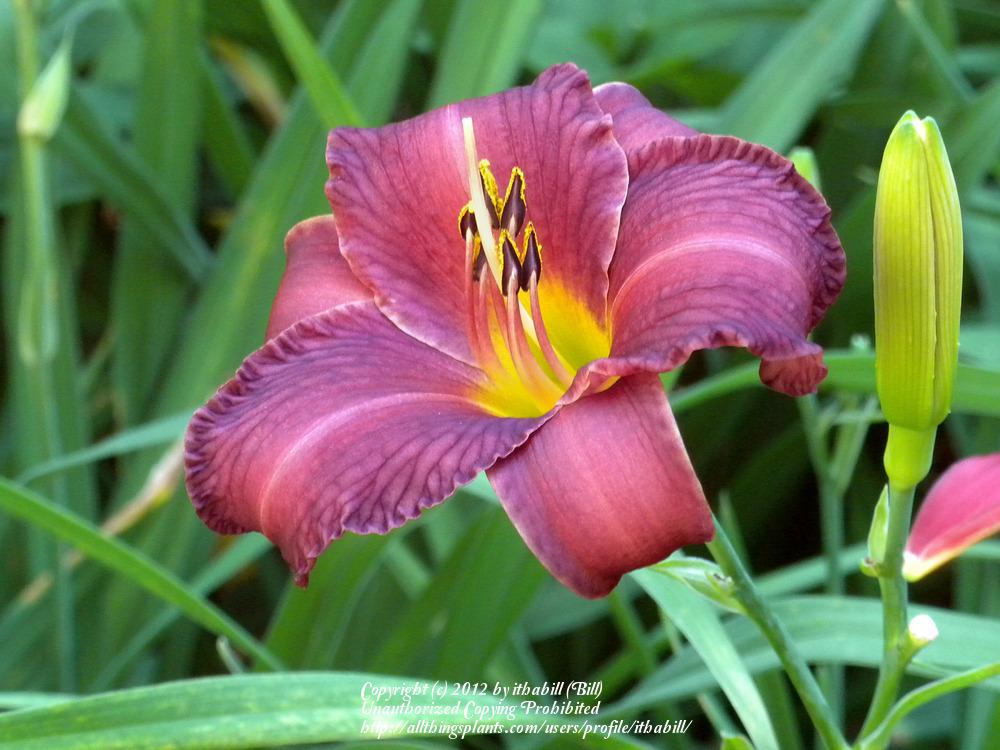 Photo of Daylily (Hemerocallis 'Red Cup') uploaded by ithabill