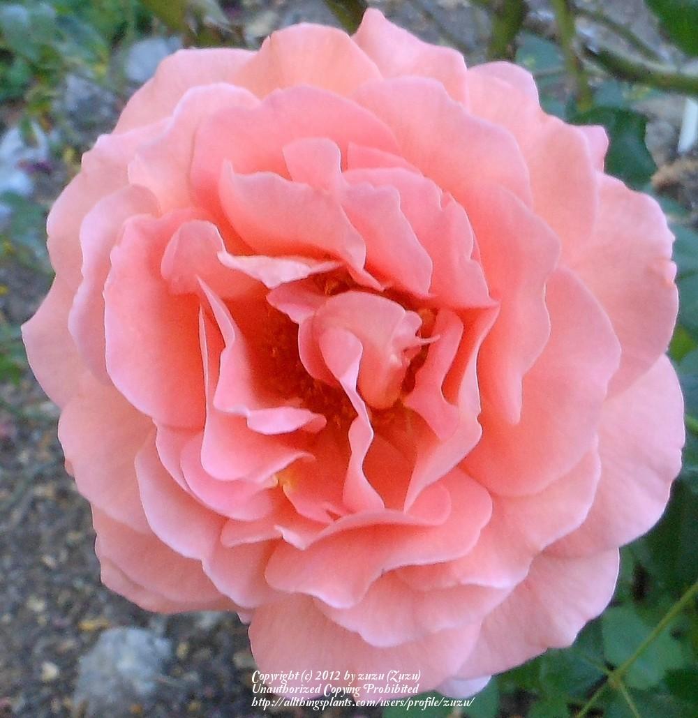 Photo of Rose (Rosa 'Dr. Jo') uploaded by zuzu