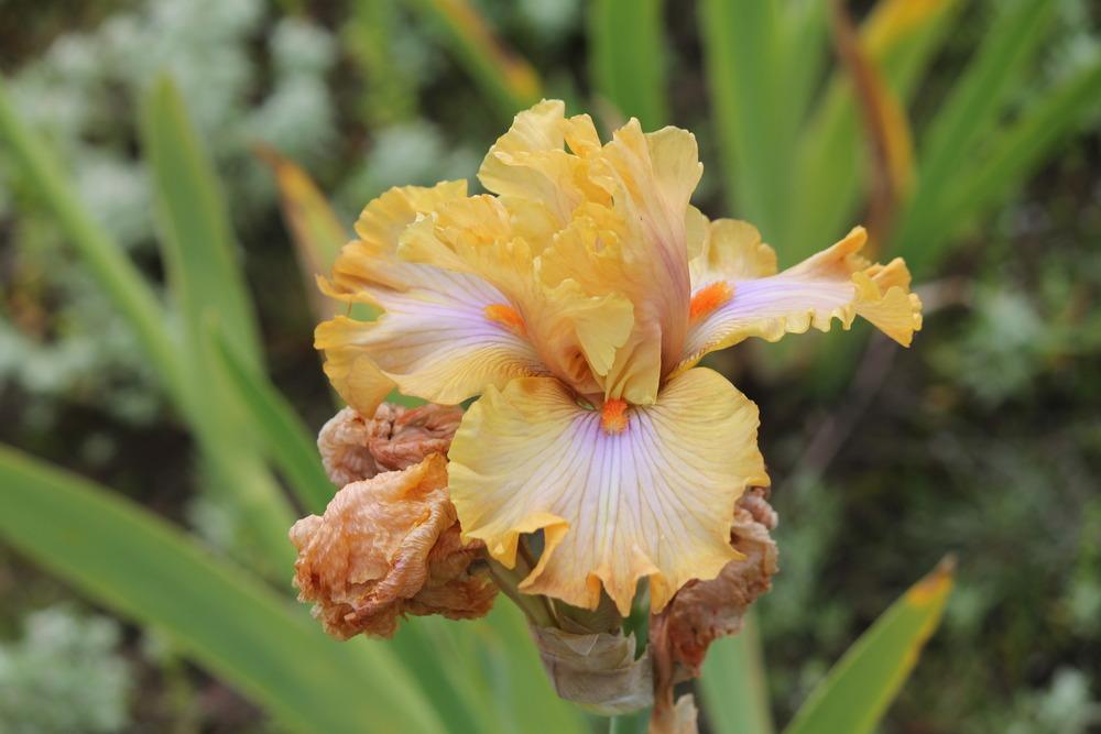 Photo of Tall Bearded Iris (Iris 'Ambertime') uploaded by ARUBA1334