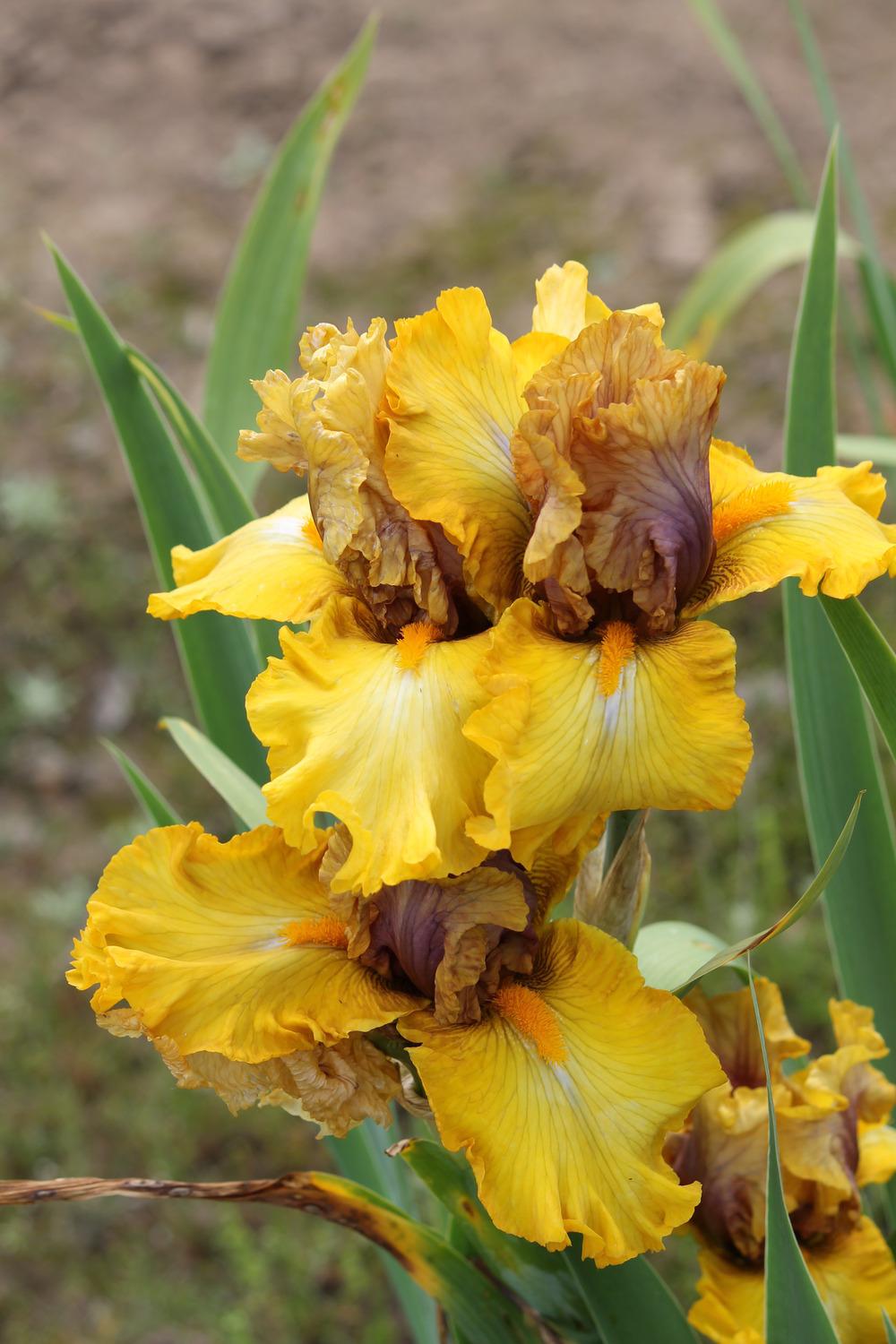 Photo of Tall Bearded Iris (Iris 'Overview') uploaded by ARUBA1334