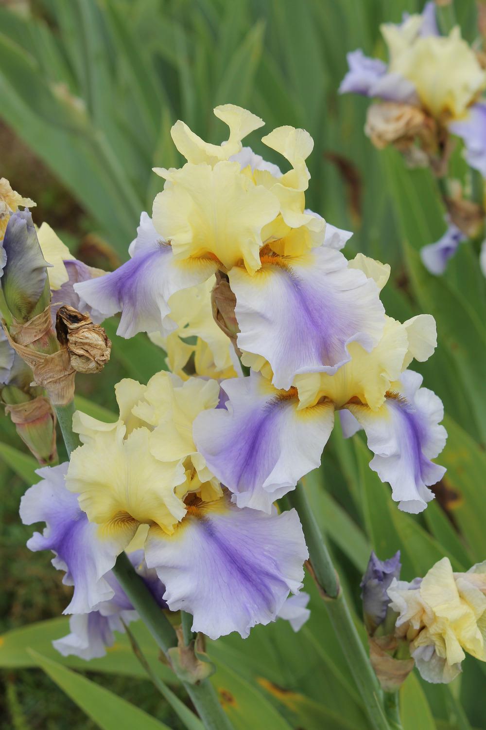 Photo of Tall Bearded Iris (Iris 'Easter Candy') uploaded by ARUBA1334