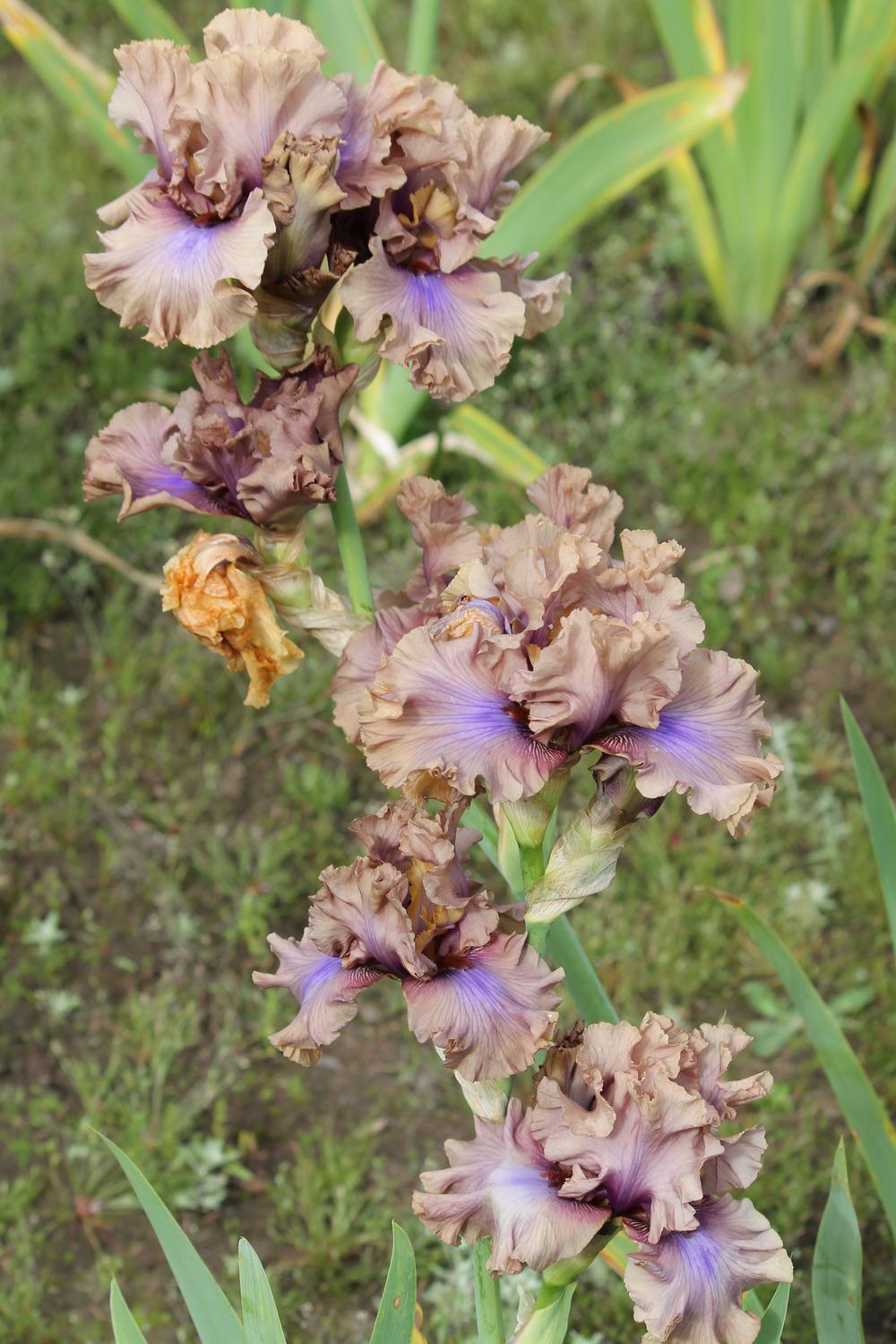 Photo of Tall Bearded Iris (Iris 'Dragon Dance') uploaded by ARUBA1334
